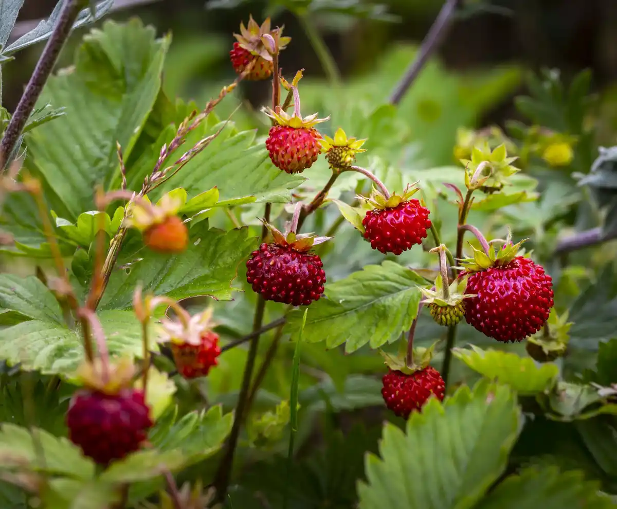 strawberry garden sunny day