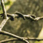 apple tree disease symptoms Sweden backyard orchard