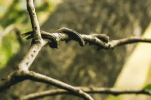 apple tree disease symptoms Sweden backyard orchard