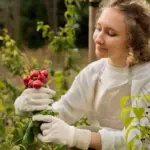 organic berry garden natural pest control Sweden