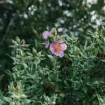 Swedish backyard berry garden planted shrubs summer
