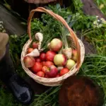 Swedish fruit tree garden apple pear cherry