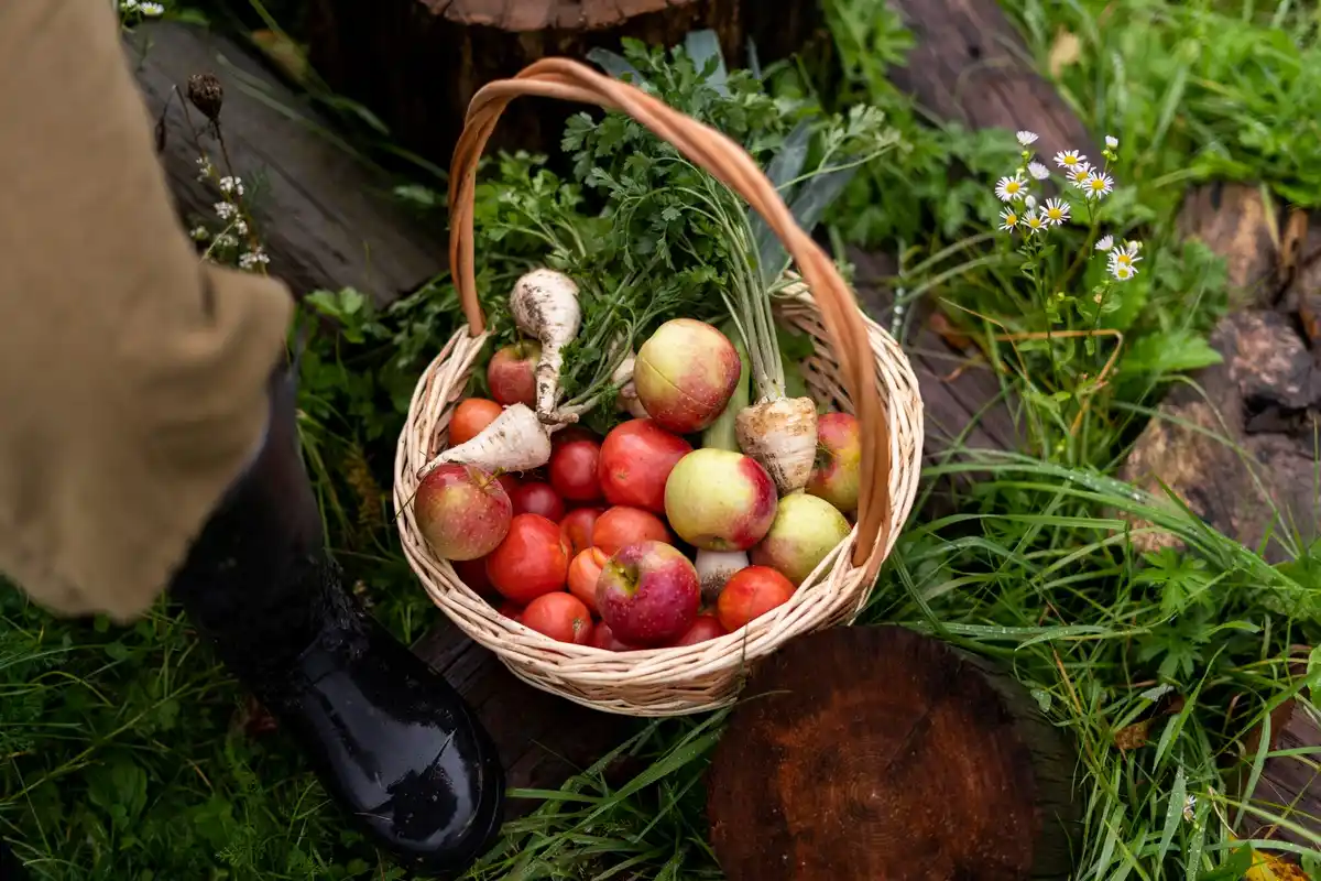 Swedish fruit tree garden apple pear cherry