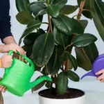 potted houseplants care tips