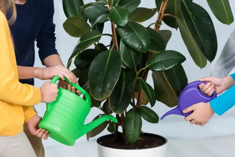 potted houseplants care tips