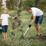 fruit tree planting garden Sweden
