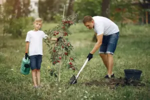 fruit tree planting garden Sweden