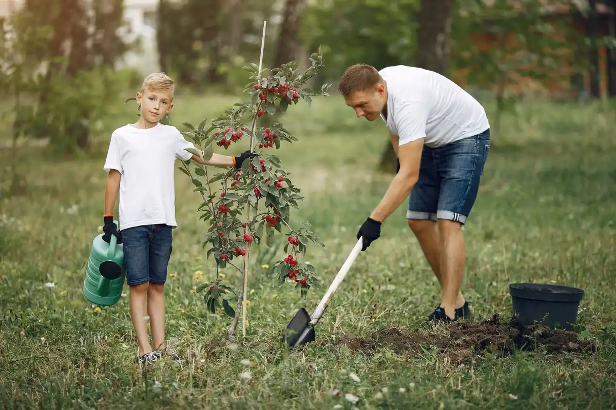 fruit tree planting garden Sweden