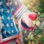 raspberry garden harvesting