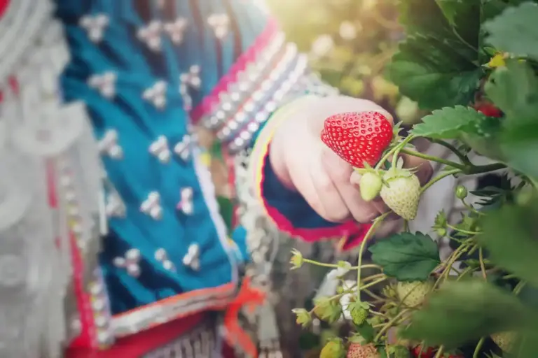 raspberry garden harvesting
