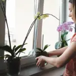 window sill indoor plants green garden