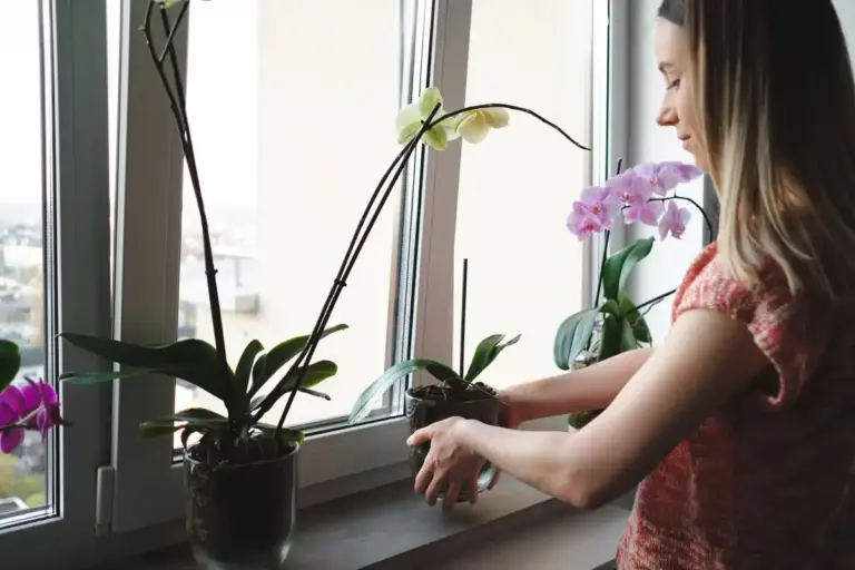window sill indoor plants green garden