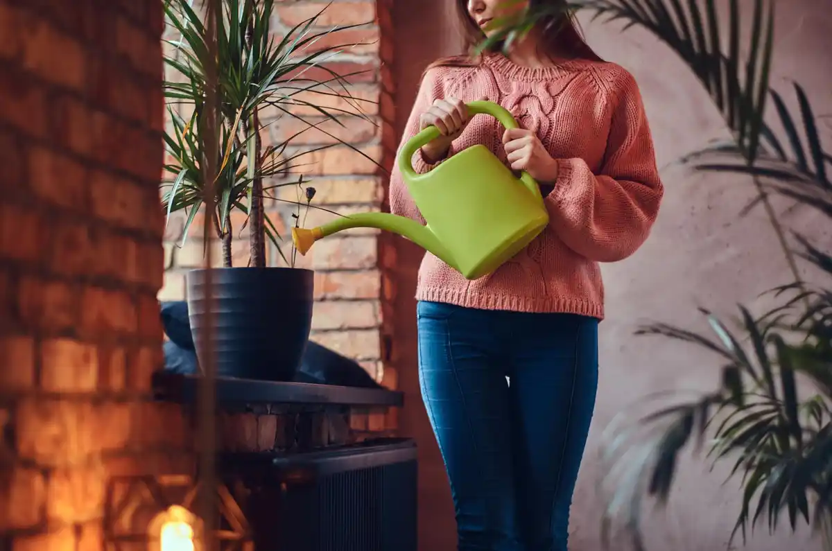 indoor houseplants winter care