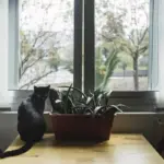 indoor house plants cozy home window