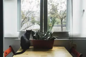 indoor house plants cozy home window