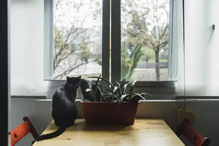 indoor house plants cozy home window