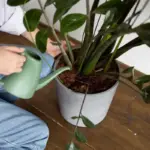 easy low maintenance indoor plants