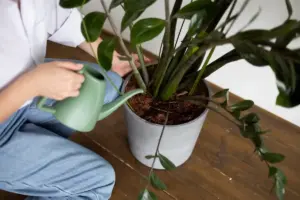easy low maintenance indoor plants