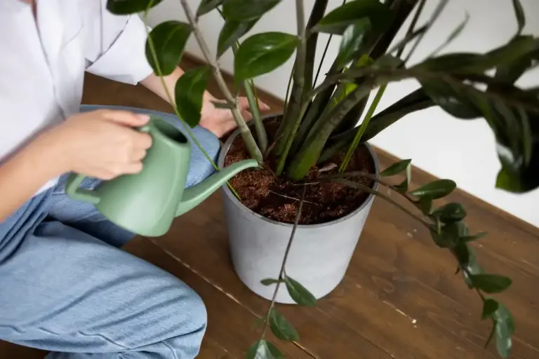easy low maintenance indoor plants