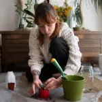 indoor potted plants dying care tips