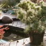 cozy backyard garden with lights and plants