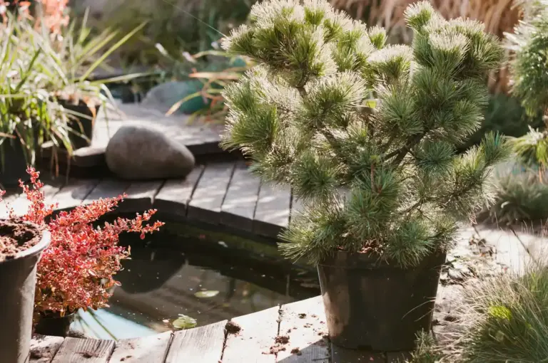 cozy backyard garden with lights and plants