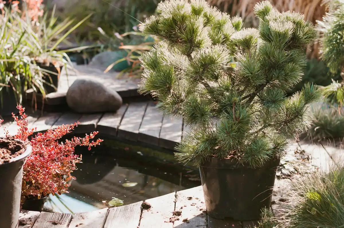 cozy backyard garden with lights and plants