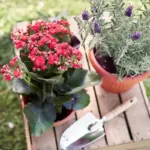 Swedish garden plants outdoors