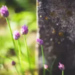garden rock and flower combination Sweden