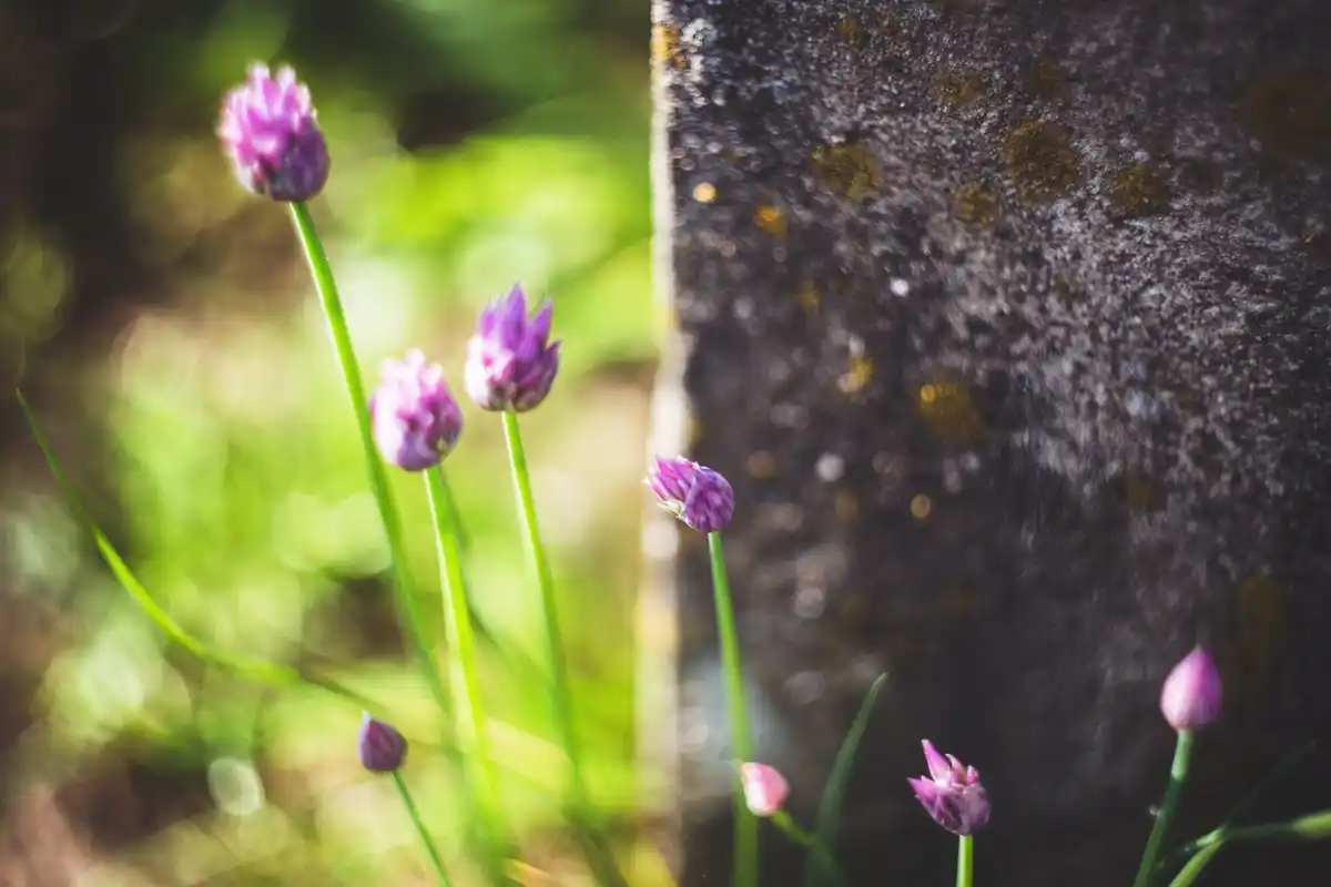 garden rock and flower combination Sweden