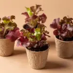 growing lettuce in balcony garden Sweden