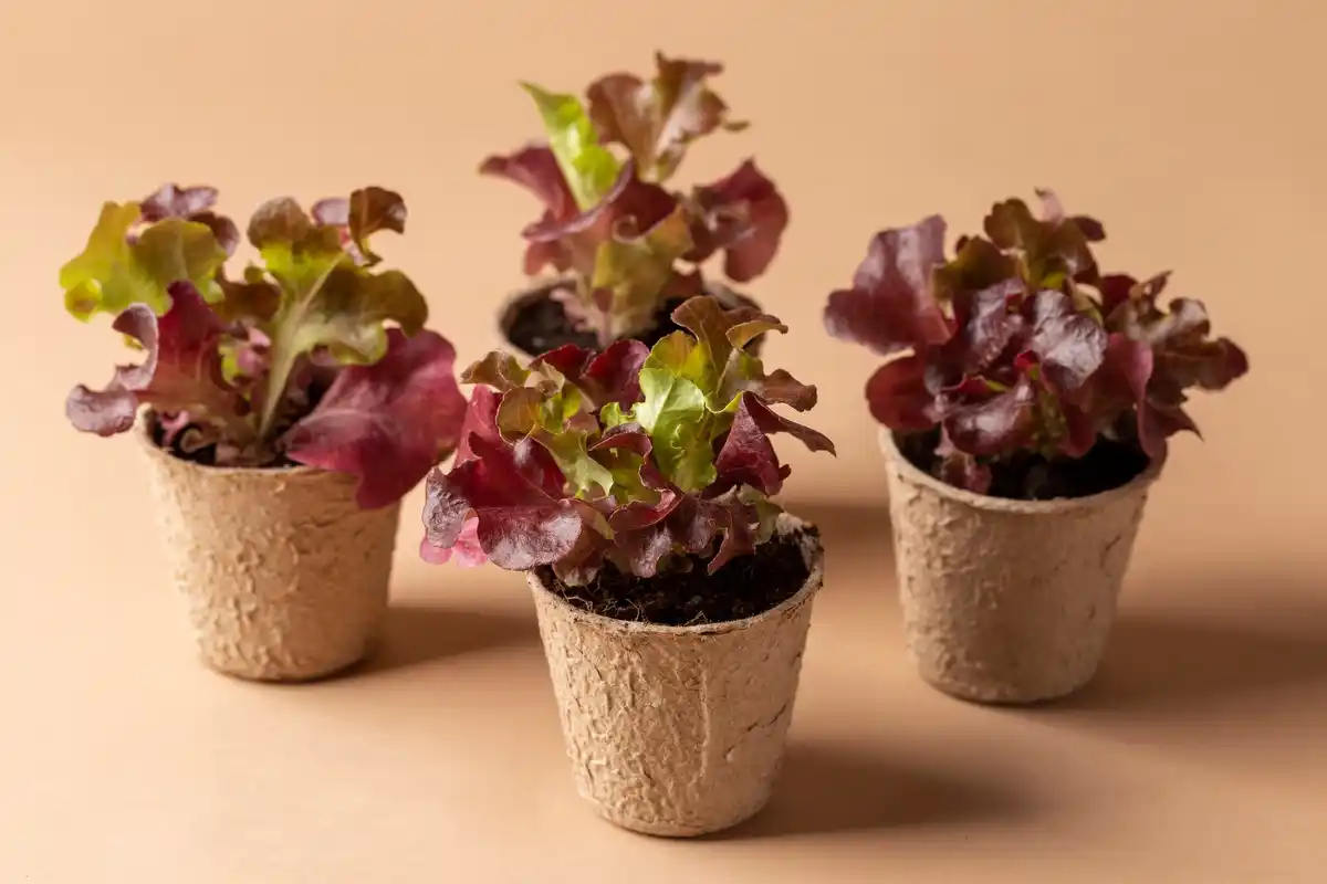 growing lettuce in balcony garden Sweden