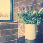 Basil plant indoor windowsill Swedish summer