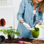 home vegetable garden tips growing plants