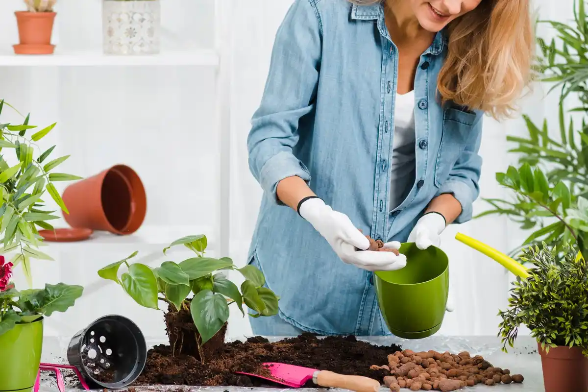 home vegetable garden tips growing plants