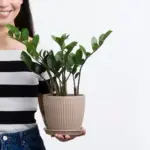 houseplant pests removal simple tips