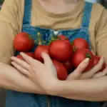 ripe fresh tomatoes sun grown garden