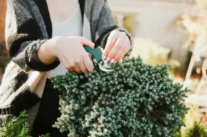 easy low maintenance garden plants Sweden