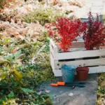 Swedish garden backyard plants