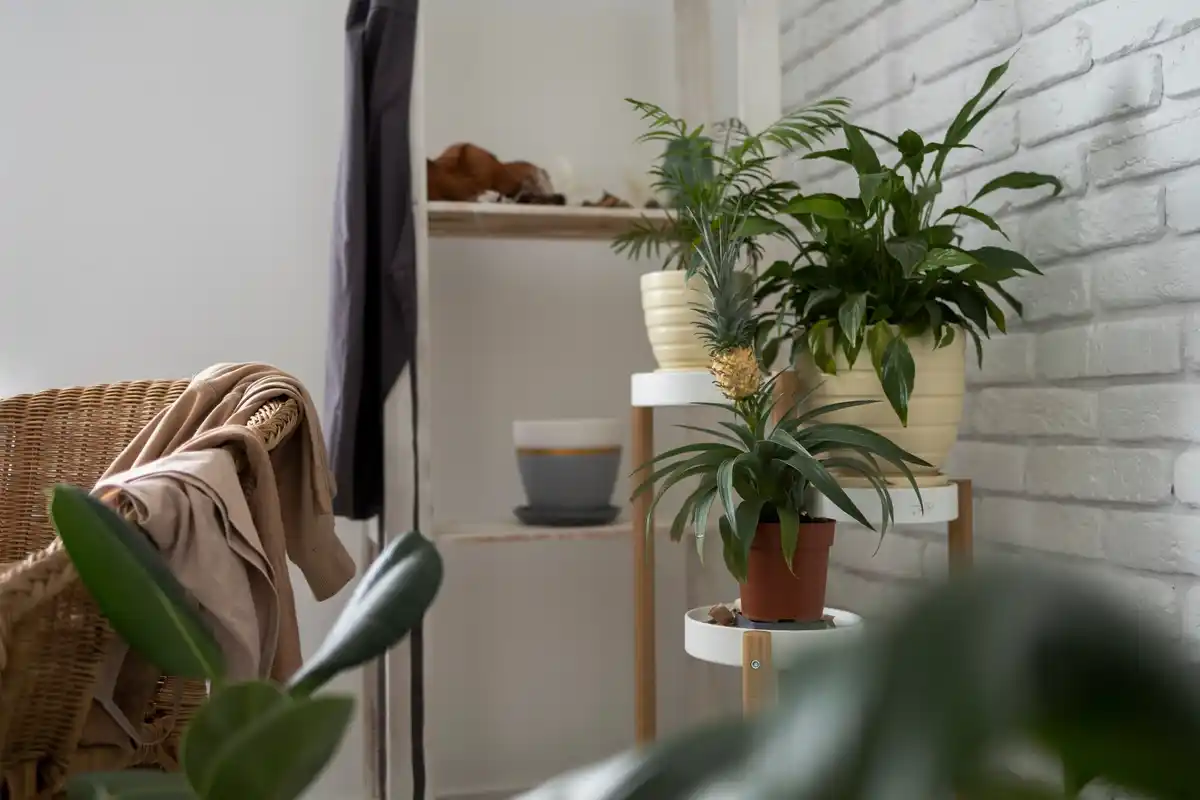cozy home oasis interior design plants lighting