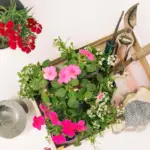 Swedish home garden blooming spring flowers