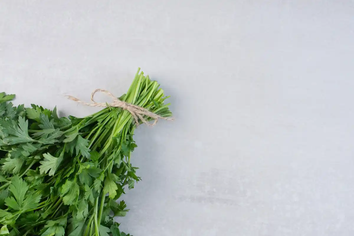 fresh green parsley garden summer