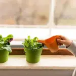 fresh herb gardening steps beginner balcony herbs