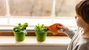 fresh herb gardening steps beginner balcony herbs