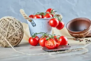 red ripe tomatoes in Swedish garden