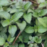 fresh mint and basil plant kitchen garden