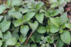 fresh mint and basil plant kitchen garden