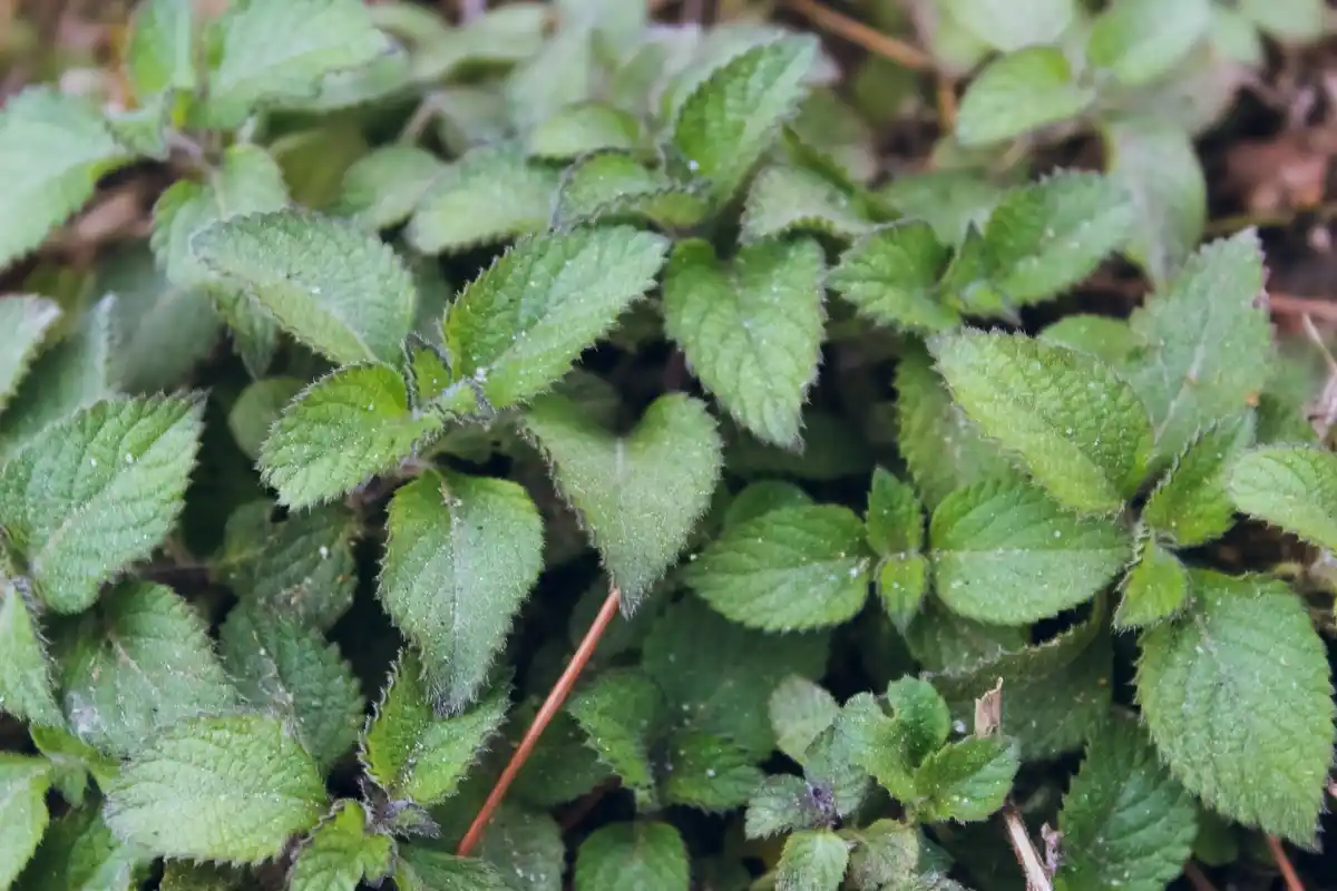 fresh mint and basil plant kitchen garden
