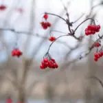 berry garden Sweden