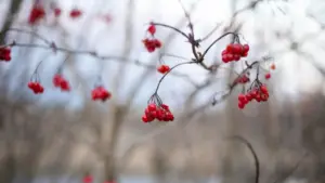 berry garden Sweden